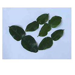 カフェライムリーフ（ダウンジュルック）